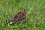 Skylark (Alauda arvensis)