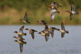 Common Teal (Anas crecca) and Garganey (Anas querquedula)