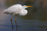 Great White Egret (Casmerodius albus)