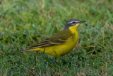 Blue-headed Yellow Wagtail (Motacilla flava ssp flava)