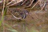 Painted Snipe (Rostratula benghalensis)