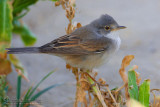Common Whitethroat (Sylvia communis)