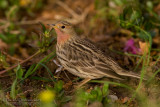 Red-throated Pipit (Anthus cervinus)