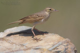 Tawny Pipit (Anthus campestris)