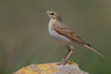 Tawny Pipit (Anthus campestris)