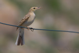 Tawny Pipit (Anthus campestris)