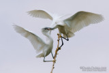 Little Egret (Egretta garzetta)