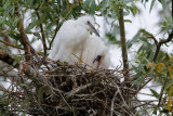 Little Egret (Egretta garzetta)