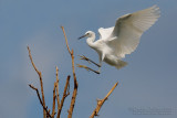 Little Egret (Egretta garzetta)