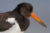 Eurasian Oystercatcher (Haematopus ostralegus)