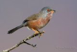 Dartford Warbler (Sylvia undata)