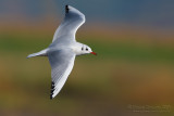 Common Black-headed Gull (Croicocephalus ridibundus)