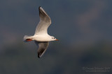 Common Black-headed Gull (Croicocephalus ridibundus)