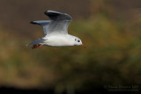 Common Black-headed Gull (Croicocephalus ridibundus)