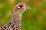 Common Pheasant (Phasianus colchicus)