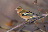 Chaffinch (Fringilla coelebs)