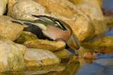 Chaffinch (Fringilla coelebs)