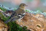 Chaffinch (Fringilla coelebs)