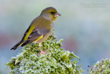 Eurasian Greenfinch (Carduelis chloris)