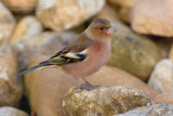 Chaffinch (Fringilla coelebs)