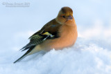 Chaffinch (Fringilla coelebs)