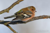 Chaffinch (Fringilla coelebs)