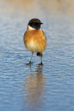 European Stonechat (Saxicola rubicola)