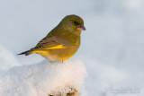 Eurasian Greenfinch (Carduelis chloris)