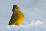 Eurasian Greenfinch (Carduelis chloris)