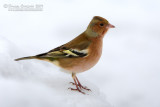 Chaffinch (Fringilla coelebs)