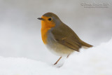 European Robin (Erithacus rubecula)