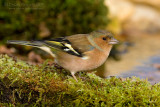 Chaffinch (Fringilla coelebs)