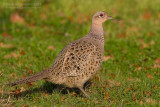 Common Pheasant (Phasianus colchicus)