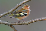 Chaffinch (Fringilla coelebs)