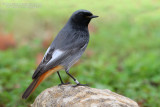 Black Redstart (Phoenicurus ochruros ssp gibraltariensis)