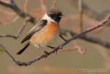 European Stonechat (Saxicola rubicola)