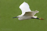 Little Egret (Agretta garzetta)