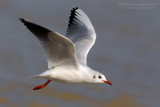 Common Black-headed Gull (Croicocephalus ridibundus)