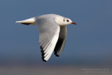Common Black-headed Gull (Croicocephalus ridibundus)