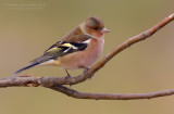 Chaffinch (Fringilla coelebs)