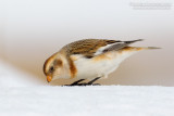 Snow Bunting (Plectrophenax nivalis)
