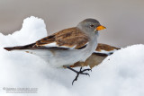 Snowfinch (Montifringilla nivalis)