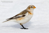 Snow Bunting (Plectrophenax nivalis)