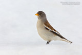 Snowfinch (Montifringilla nivalis)