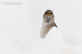 Snowfinch (Montifringilla nivalis)