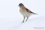 Snowfinch (Montifringilla nivalis)
