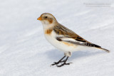 Snow Bunting (Plectrophenax nivalis)