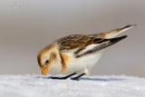 Snow Bunting (Plectrophenax nivalis)