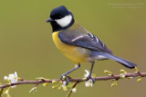 Great Tit (Parus major)