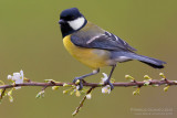 Great Tit (Parus major)
